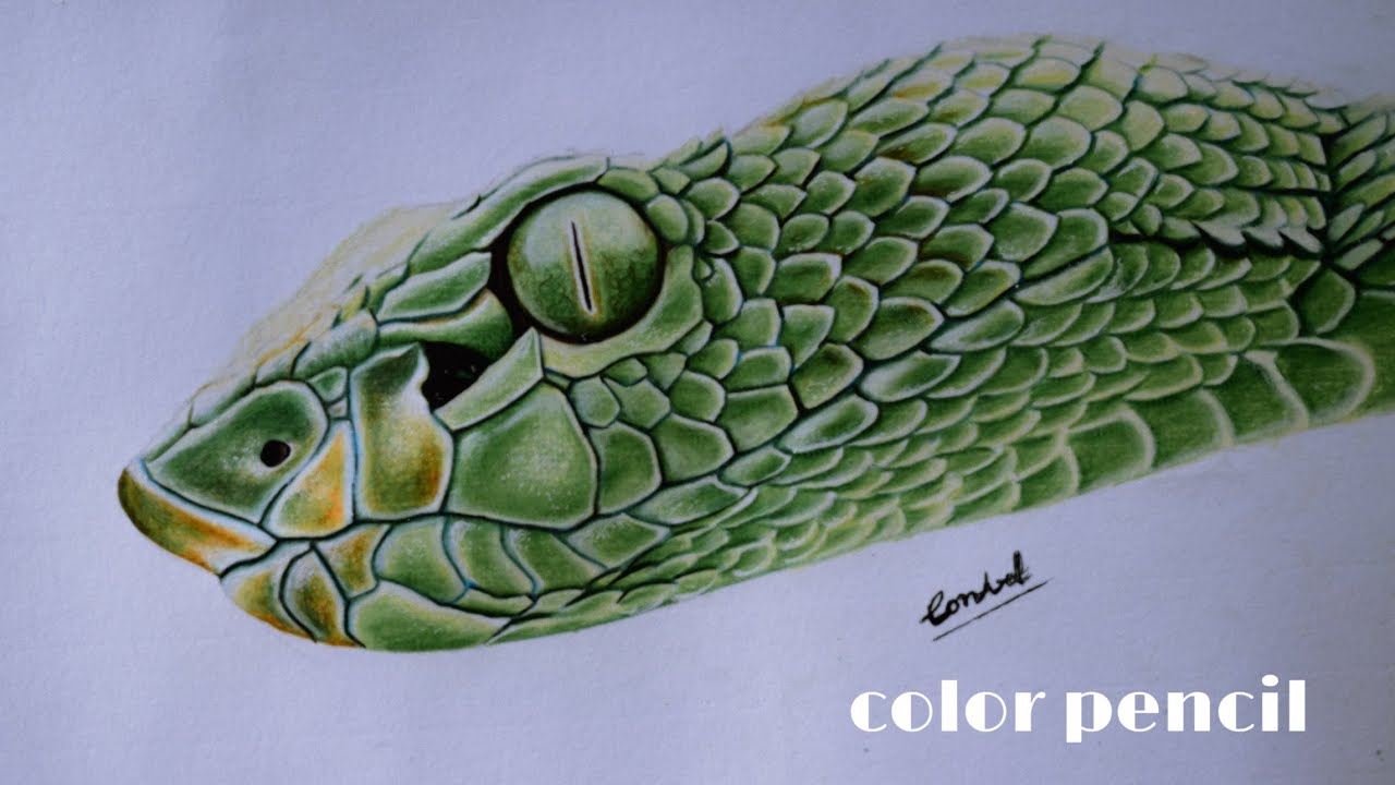 how to draw a realistic snake head