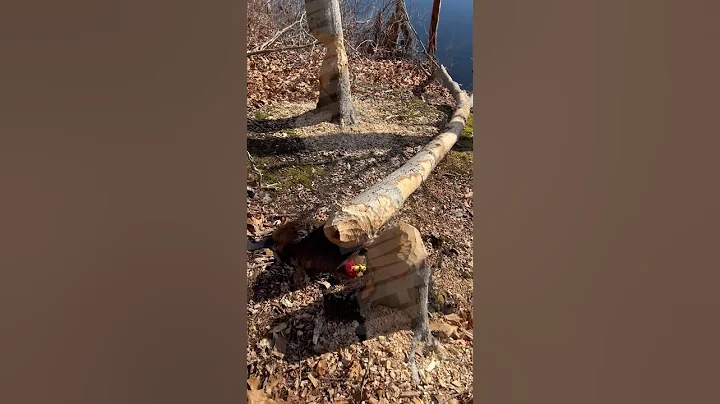 Beaver Died On The Job #natureismetal #keepnaturemetal #beaver