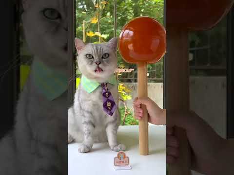 How Chef Cat Makes the BIGGEST Lollipop in the World!🍭| Cat Cooking Food | Cute Cat TikTok #Shor