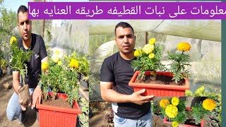 زراعه نبات القطيفه وطريقه العنايه بها