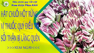 Hạt chuối hột rừng, vị thuốc quy điều trị sỏi thận ít người biết.