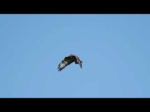 Buzzard Hovering