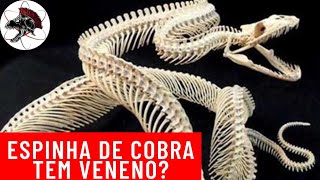 A verdade por trás do vídeo que mostra um 'esqueleto de cobra