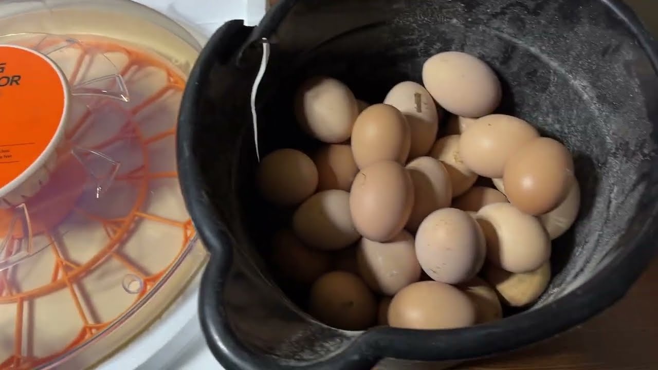 Испытываю этот новый инкубатор с отличными результатами!