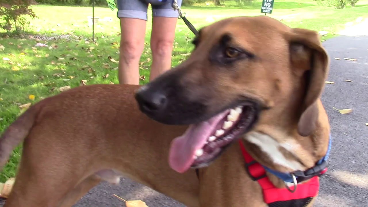 Pets of the Week 9/6/2019 high school sports list
