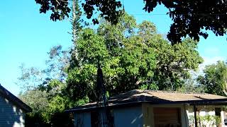 Raising the Mega Tree (Take 2) - 2023