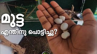 Why Budgies Break Their Own Eggs? | Love Birds Breeding | Malayalam