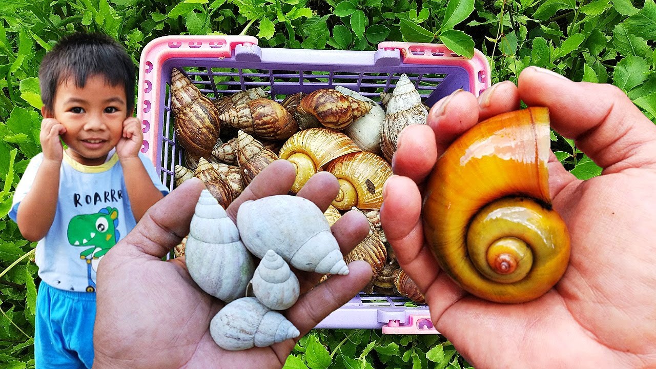 HUNTING SNAIL! Berburu Bekicot Dan Menemukan Cangkang Bekicot Albino Dan Cangkang Keong Mas