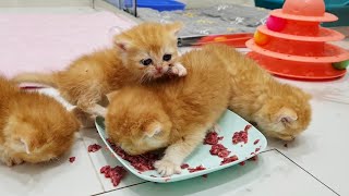 Kittens learn to eat from a plate | Like Tiny pigs