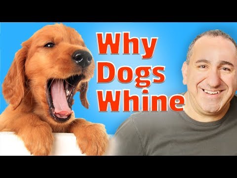 Video: Cómo detener a un perro adulto whiny