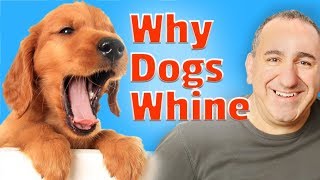 Why your dog whines and How to get your dog to stop whining?