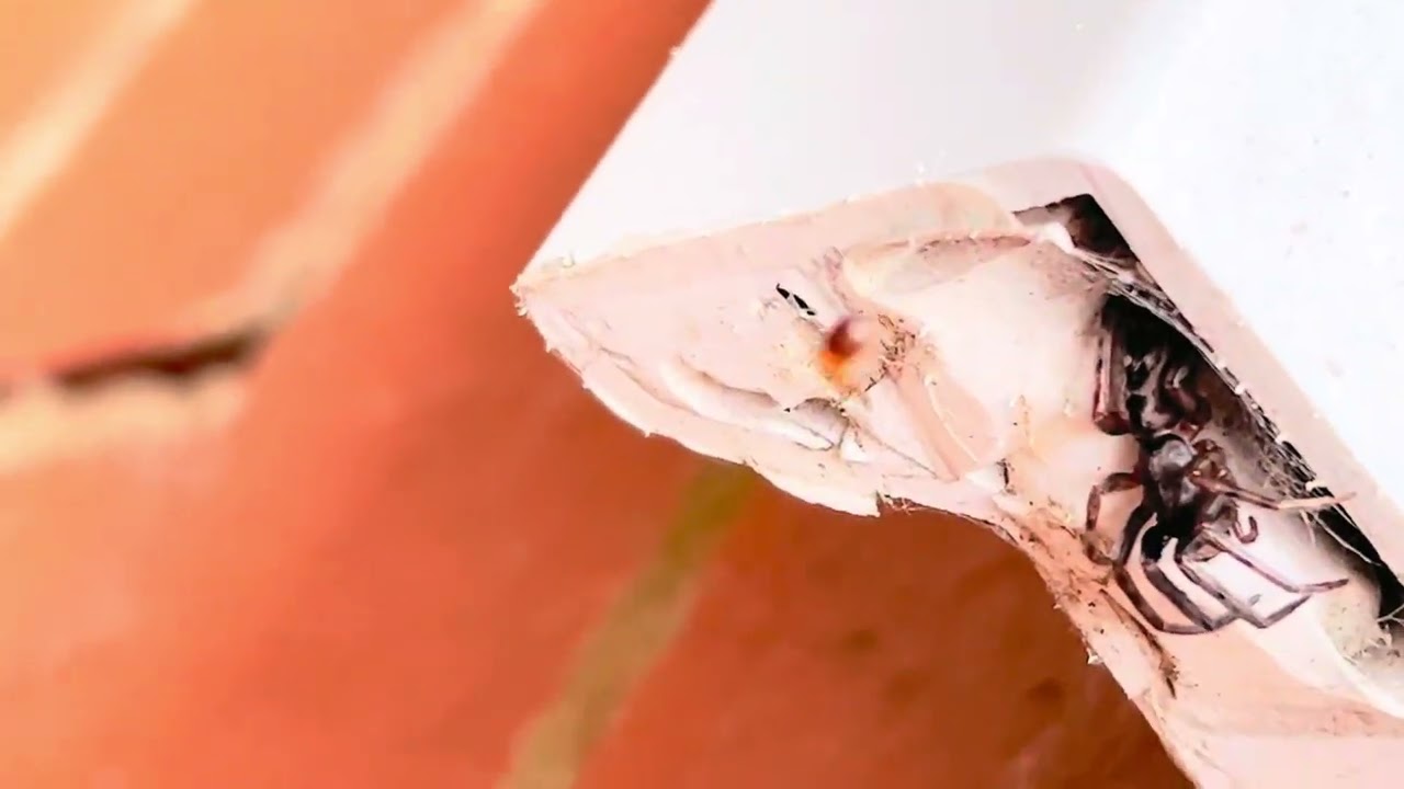 Tube Web Spider Attack