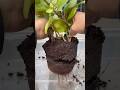 Saving Peperomia