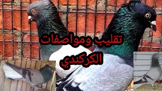 20 جنيه سعر الحمام الكركندي وتقليبه ومواصفاته