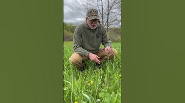 Have you pulled your soil samples yet?! #covercrops #foodplot #notill #soil #soils #deer #farm