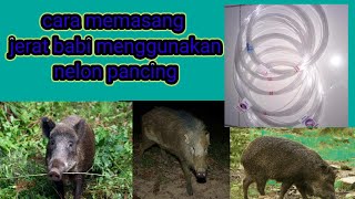 tutorial cara memasang jerat babi menggunakan nilon pancing.