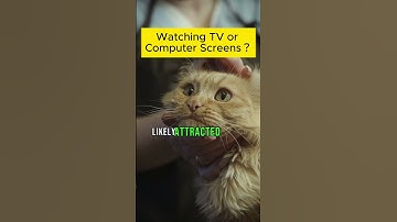 CAT Watching TV or Computer Screens