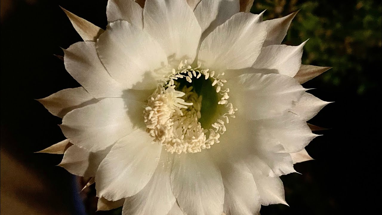 Отвечаю на вопрос другой детранс-женщины. Как мне справиться с сожалением о трансгендерности и ух...