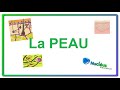 Biologie de la peau