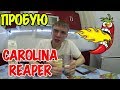 САМЫЙ ОСТРЫЙ ПЕРЕЦ В МИРЕ CHALLENGE | (CAROLINA REAPER)