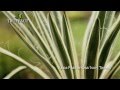 Yucca dextrieur ivory towers  plantation et entretien  truffaut