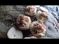 Foraged  Prawns and Mussels cooked in a sea cave with Craig Evans