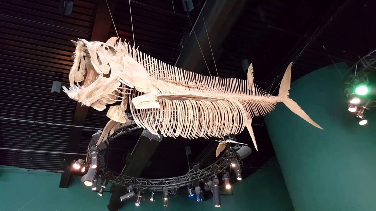 CN Tower & Ripley's Aquarium of Canada YouTube