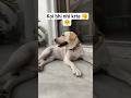 koi bhi nhi krta🙁#shortvideos #labrador #viral #shorts #varshachoudhariofficial #funny #comedy #yt