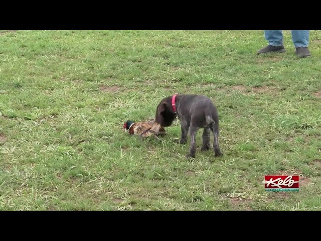 Hunting dog experts weigh in after Cricket story class=