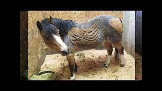 Cute And funny horse Videos Compilation cute moment of the horses - Soo Cute! #35