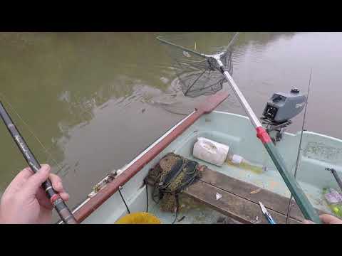 Videó: Ponty - óvatos kedélyű hal