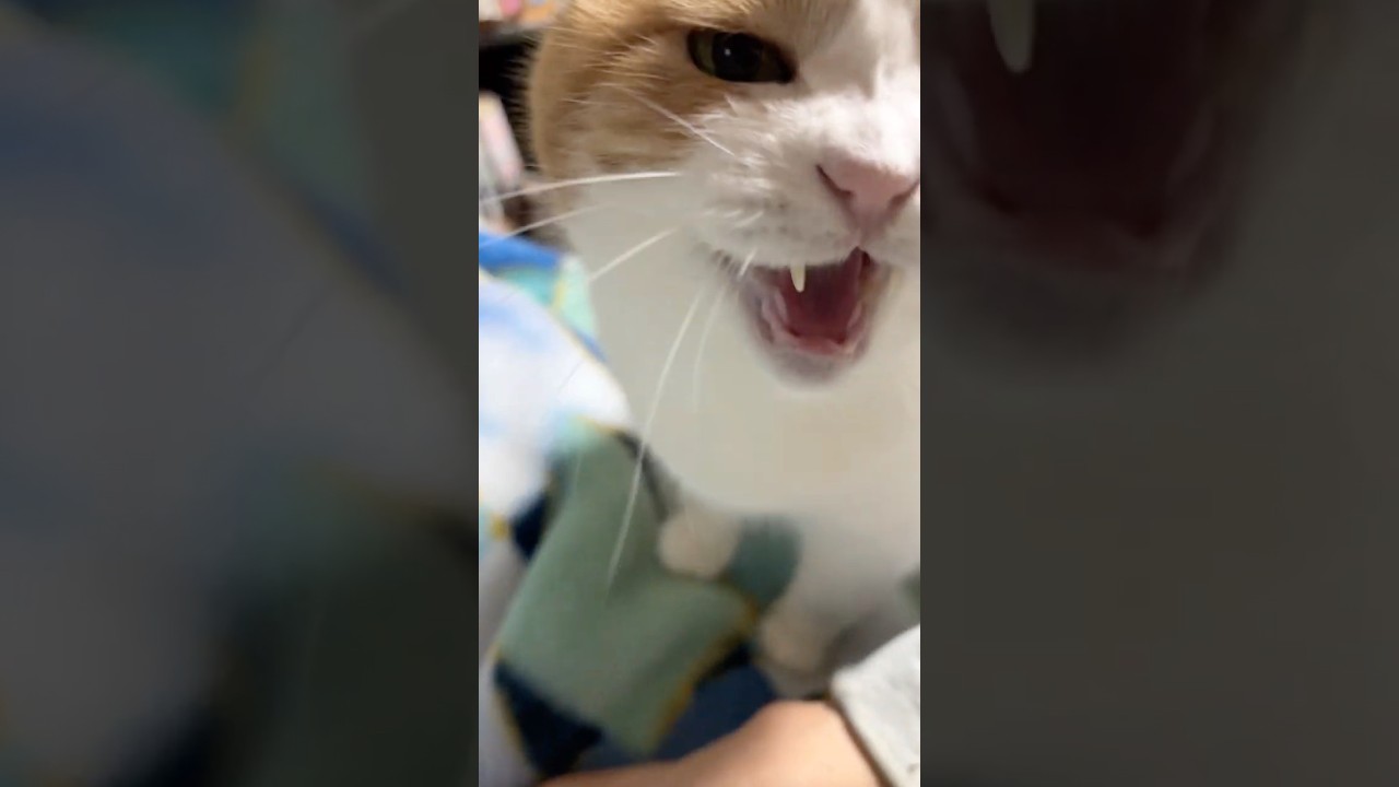 瞑想ねこ 三毛猫(〃ω〃)ミーさん インテリア小物 瞑想ねこ 三毛