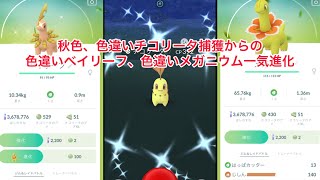 ポケモンgo 色違いチコリータ捕獲からの色違いベイリーフ 色違いメガニウム一気進化 Youtube ポケモンgo 色違いチコリータ捕獲からの色違いベイリーフ 色違いメガニウム一気進化 Youtube