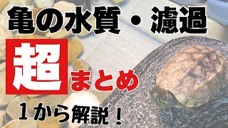 【亀飼育】誰も教えてくれない…！カメの水質、汚れの原因、水替えタイミング、濾過について、まとめました。１から分かりやすく解説します！