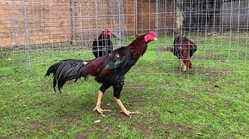 Red Timeline son #3. 2nd Feather and 8 lbs