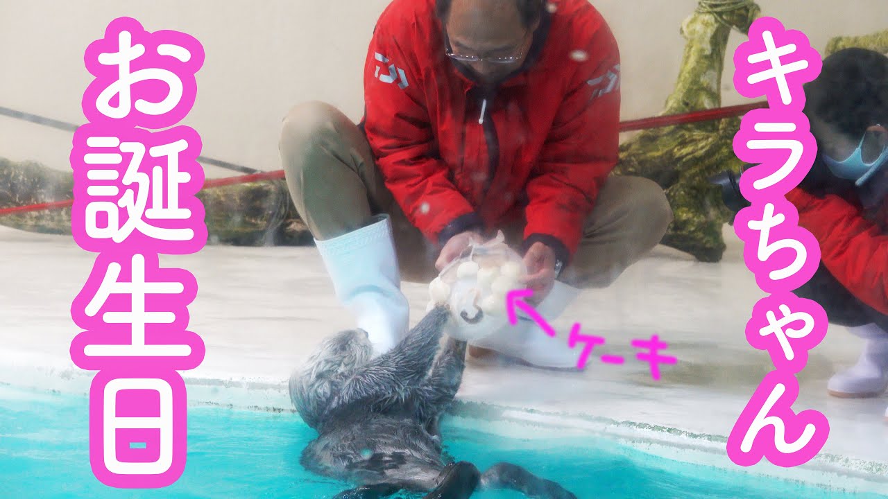 ラッコのキラちゃん、13歳のお誕生日にケーキをもらう!【ラッコのメイちゃんとキラちゃん】Sea Otterr”May and Kira
