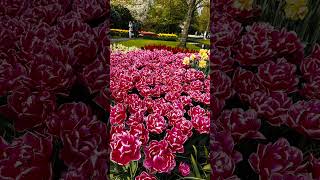 #tulip #tulipgarden #tulipfield #netherlands #keukenhof