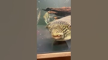 CÁ LỚN ĂN CÁ BÉ - PUFER FISH EATS SMALL FISH ALIVE ?