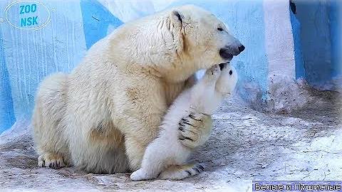 Мама Герда и белые медвежата Шайна и Норди ♥♥♥