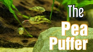 Pea Puffer  Species Spotlight