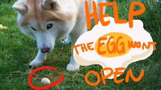 Kin Is playing With An Egg || Huskies & Shiba Eating Eggs || by Momo The Shiba 25 views 1 year ago 1 minute, 6 seconds