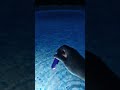 Olight sous l'eau i5r eos et seeker 4 mini