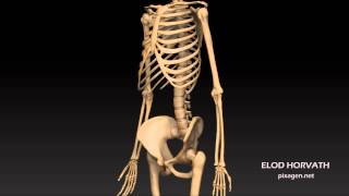 Skeleton Turnaround - ZBrush