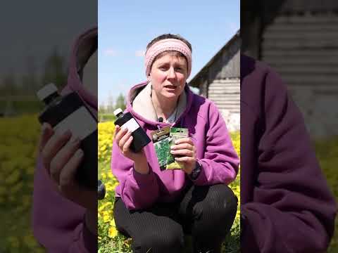 Видео: Сорта укропных сорняков - узнайте о различных видах растений укропа