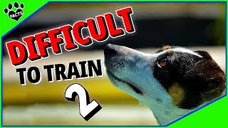 7 Most Stubborn Dog Breeds That Will Test Your Patience  Dogs 101