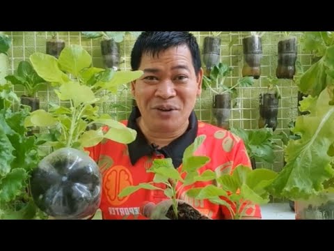 GABAY SA PAGTATANIM NG SPINACH SA BOTE: 18-DAYS LANG HARVEST KANA (with ENG subs)