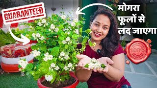 7 Tips और मोगरा फूलों से लद जाएगा Guaranteed 💯 Permanent Plant Mogra by Garden of Kavita 865 views 2 weeks ago 12 minutes, 40 seconds