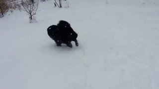 Чау-чау, первый снег в жизни.