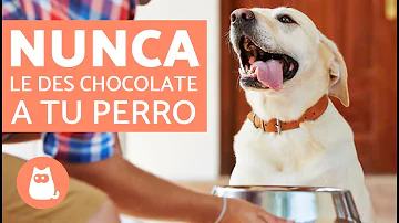 ¿Pueden los perros comer helado de chocolate?
