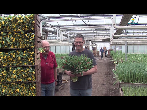 Video: Tulpen Van Kinderverrassingen